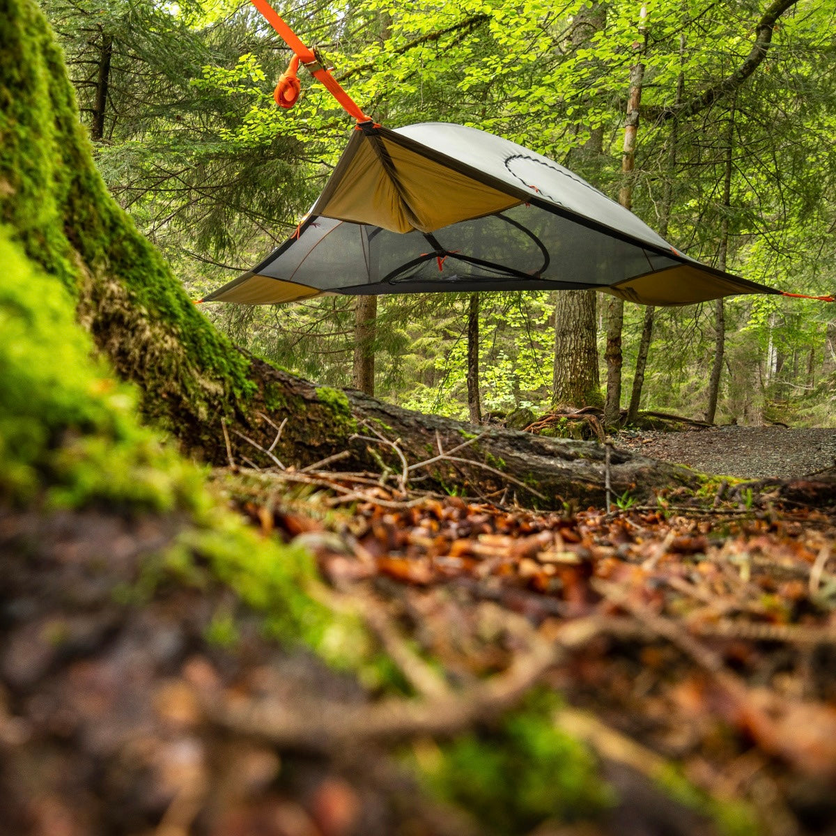 Spider Tree Tent